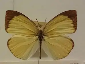 Dorsal view