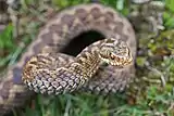 A venomous snake common to Western Europe, the hoggorm is tan with a dark zigzag pattern down its back.