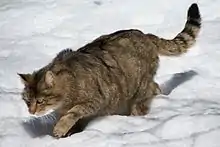 European wildcat (Felis silvestris)