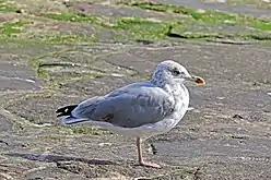 Adult (non-breeding plumage), Portugal