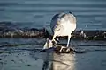 European herring gull eating dead fish at the beach at Timmendorfer Strand