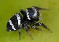 Female; note the white stripes of opisthosoma.