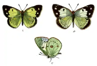 Dorsal view