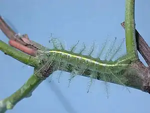 Larva