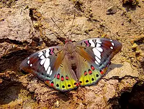 Dorsal view