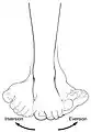 Example showing inversion and eversion of the foot