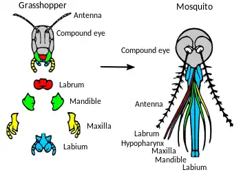 Evolution of mosquito mouthparts, with grasshopper mouthparts (shown both in situ and separately) representing a more primitive condition. All the mouthparts except the labium are stylets, formed into a fascicle or bundle.