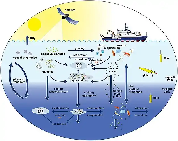 Pelagic food web and the biological pump. Links among the ocean's biological pump and pelagic food web and the ability to sample these components remotely from ships, satellites, and autonomous vehicles. Light blue waters are the euphotic zone, while the darker blue waters represent the twilight zone.