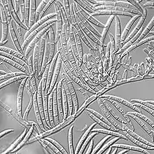 Macroconidia of "Gibberella zeae"