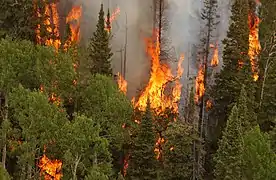 The helitack and hot shot crews continue to extinguish spot fires in the forests of No Name creek above Glenwood Springs, 2002