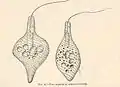 Astasia sp. (Euglenales)