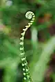 A fern plant (FRIM)