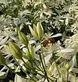 Honeybee on sweet autumn clematis