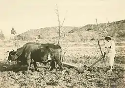 Campesino and oxen