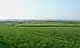 Farmland east of Tythegston, within the enclosure