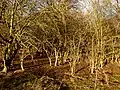 Part of Starling Thicket at Farnham Mires