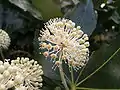 Simple umbel of Fatsia japonica (Araliaceae)