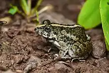 brownish frog