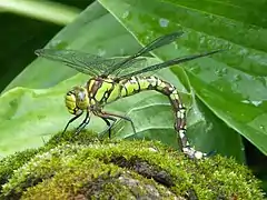 Female ovipositing