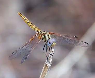 Female