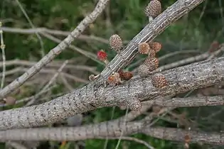 Female inflorescence and cones developing on inner branches