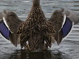 Female showing pattern of the back and the coloured wing patches