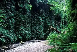 Fern Canyon's lush walls