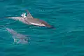 Spinner dolphins in Dolphin Bay