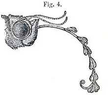 Moth head with long proboscis protruding and curled down, attached to seven pairs of pollen masses.