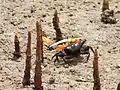 fiddler crab in Bohol, Philippines (Uca sp.; agukoy the Visayan languages)