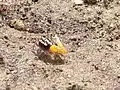 fiddler crab in Bohol, Philippines (Uca sp.; agukoy the Visayan languages)