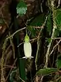 flowering Fieldia at Lamington National Park