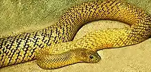 Image 18The world's most venomous snake, based on LD50, is the inland taipan of Australia. (from Venomous snake)