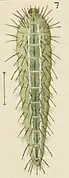 Larva