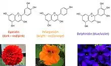 Anthocyanins are a class of polyphenol that contributes to the color of many plants.