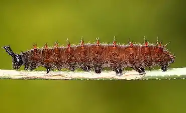 Larva