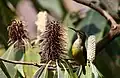 Female fire-tailed sunbird, Nepal