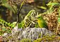 Fire-tailed myzornis sunbathing beside Dirang Mandala Road at Eaglenest Wildlife Sanctuary