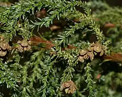 Mature seed cones with open scales.