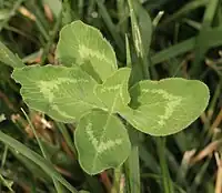 Five-leaf red clover (Trifolium pratense)