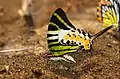 Five-bar swordtails in Aralam Wildlife Sanctuary, India