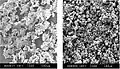 The flaky interlocking rhenium powders become dense separate spheres after the induction plasma spheroidisation processing