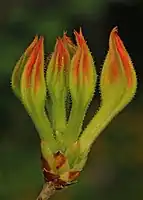 Rhododendron calendulaceum flower buds