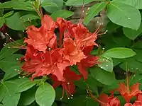 Mandarin Red cultivar