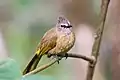 Flavescent bulbul in Kaeng Krachan National Park, Thailand