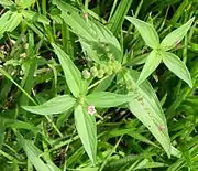 An individual with narrower leaves