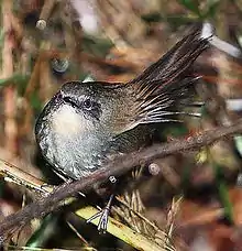 Sri Lanka bush-warbler (below) with a yellow-eyed babbler