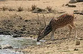 Chital