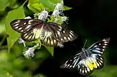 Male (left) and female (right)