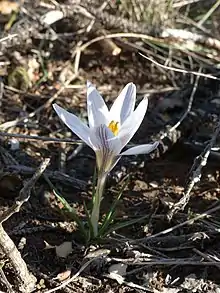 Crocus nevadensis